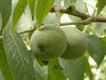 Persian walnut